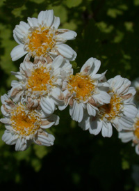 Feverfew