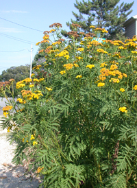 Tansy