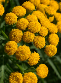 Tansy