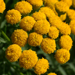 Tansy