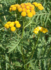 Tansy