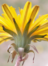 Lesser Dandelion