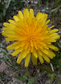 Lesser Dandelion