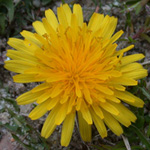 Lesser Dandelion