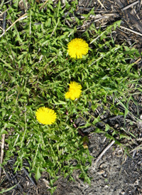 Common Dandelion