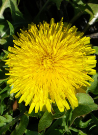 Common Dandelion