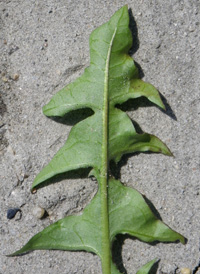 Common Dandelion