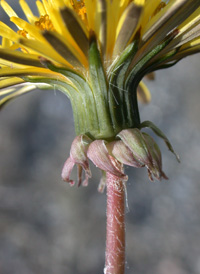 Common Dandelion