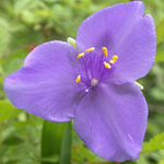 Virginia Spiderwort Virginia Spiderwort