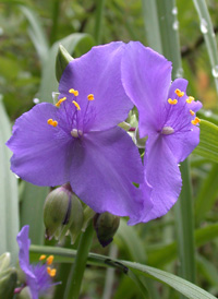 Virginia Spiderwort