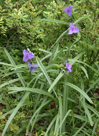 Virginia Spiderwort