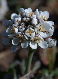 Shepherd's Cress