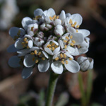 Shepherd's Cress Shepherd's Cress