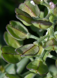 Shepherd's Cress