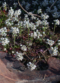 Shepherd's Cress