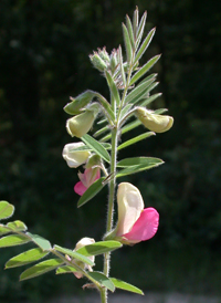 Virginia Sweet-pea