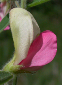 Virginia Sweet-pea