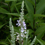 American Germander American Germander