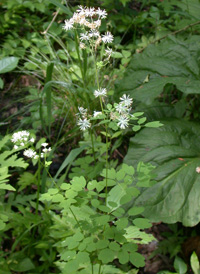 Tall Meadow-rue