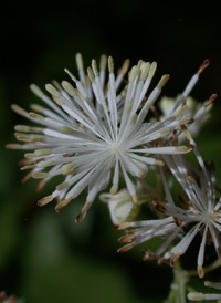 Tall Meadow-rue