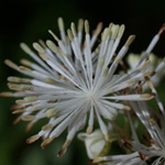 Tall Meadow-rue Tall Meadow-rue