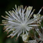 Tall Meadow-rue