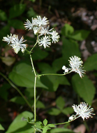 Tall Meadow-rue