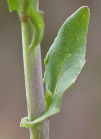 Garlic Pennycress