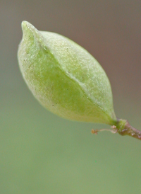 Garlic Pennycress