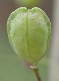 Garlic Pennycress