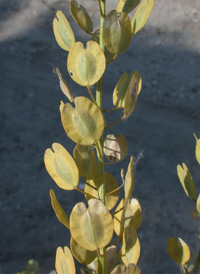 Field Pennycress