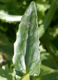 Field Pennycress