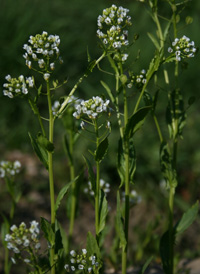 Field Pennycress