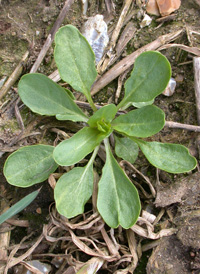 Field Pennycress