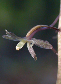 Crane-fly Orchid