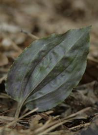 Crane-fly Orchid