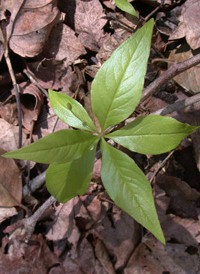 American Chickweed-wintergreen