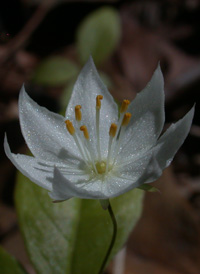 American Chickweed-wintergreen