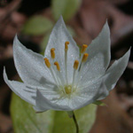 American Chickweed-wintergreen American Chickweed-wintergreen