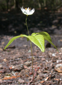 American Chickweed-wintergreen