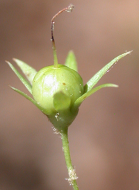 American Chickweed-wintergreen