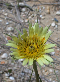 Southern Goat's-beard