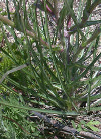 Southern Goat's-beard