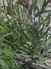 Southern Goat's-beard