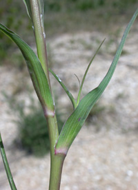 Southern Goat's-beard