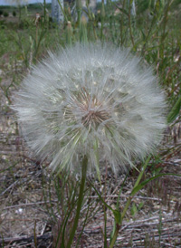 Southern Goat's-beard