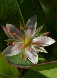 Virginia Marsh St. John's-wort