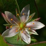 Virginia Marsh St. John's-wort Virginia Marsh St. John's-wort