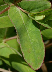 Virginia Marsh St. John's-wort