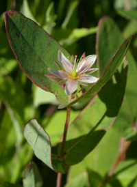 Virginia Marsh St. John's-wort